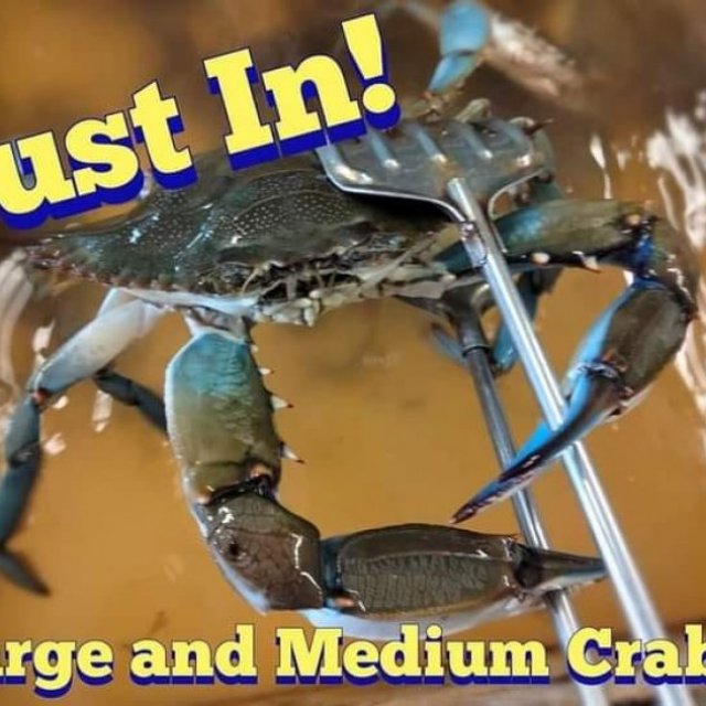 Indian River Blue Crabs Live Fresh Daily